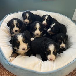 Bernese Mountain Dog Puppies from Blue Ridge Bernese