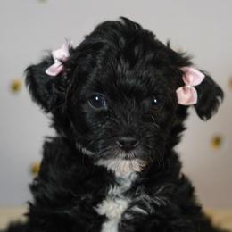 Spring (Pink Collar) - female Yorkipoo puppy in Las Vegas, Nevada from Plush Toy Poodle Puppies & Pals