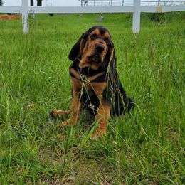 Bloodhound Puppies from KRC Ozark Mountain Bloodhounds