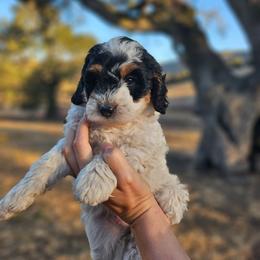 Spice - Tri-color female Bernedoodle puppy in Pismo Beach, California from Beach Bernedoodles