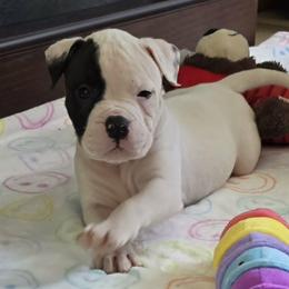 Fudge - White male American Bulldog puppy in Three Rivers, Michigan from Jemms Kennels