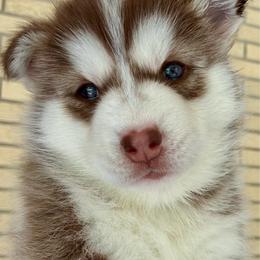 Katniss - Red and white female Siberian Husky puppy in Walker, Louisiana from TRUHUSKY SIBERIANS