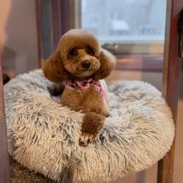Poodle puppies from Paige's Poodles
