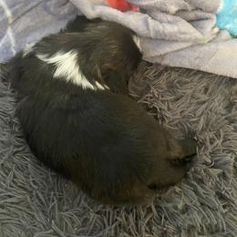 Chip - Black and white male Shih Tzu puppy in Riverhead, New York from Eastern Long Island Shih Tzu