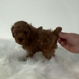 Milo - Red  male Poodle puppy in Houston, Texas from YZC Frenchies at 4C Ranch