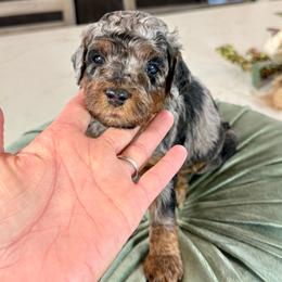 Tan Collar - Merle male Cavapoo puppy in Indiahoma, Oklahoma from Farm Fresh Doodles