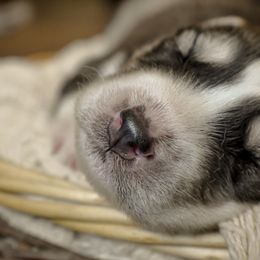 Siberian Husky Puppies from Fly Siberian