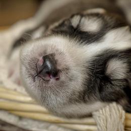 Siberian Husky Puppies from Fly Siberian