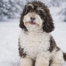 Tootsie - Cockapoo