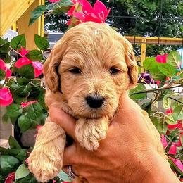 Kokomo - Red  male Goldendoodle puppy in Forest, Ohio from Mini Doodle Buddies