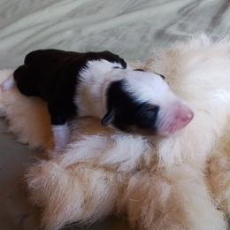 Wrangler - Tri-color male Border Collie puppy in Montague, California from Flock and Fang