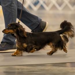 Dachshund puppies from Foley Dachshunds
