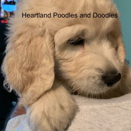 Goldendoodle Puppies from Heartland Poodles and Doodles