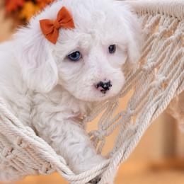 Sugar - Cream female Aussiedoodle puppy in Byron, Georgia from Southern Olive Doodles 🫒