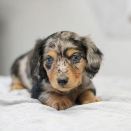 Millie - Dapple female Dachshund puppy in Alto, Texas from Prima Dachshunds
