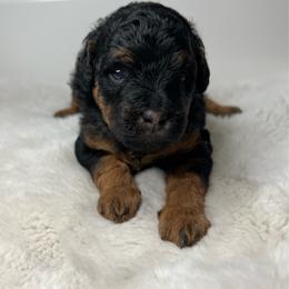 Lady - Black phantom female Aussiedoodle puppy in Ruskin, Florida from Reigning Doodles