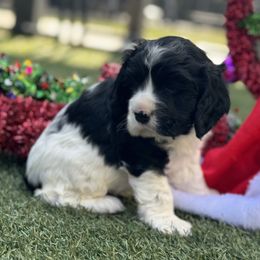 Catahoula Leopard Dog and Cocker Spaniel Puppies from Rich Cat’s