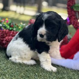 Catahoula Leopard Dog and Cocker Spaniel Puppies from Rich Cat’s