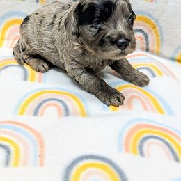 Aussiedoodle, Australian Shepherd, Bernedoodle, Cockapoo, and Poodle Puppies from Sis' Doodles & Poodles