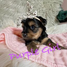 Yorkshire Terrier Puppies from Prims Puppies LLC