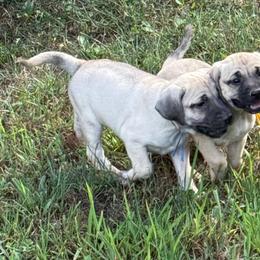 Blue - Yellow male Black Mouth Cur puppy in Warsaw, Missouri from Heritage Cow Dogs