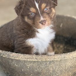 Sko - Red tri-color Australian Shepherd puppy in Mineral Wells, Texas from A6 Australian Shepards