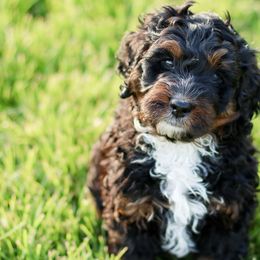 Assorted Doodle Crosses, Bernedoodles, and Goldendoodles from Vandenbark Doodles