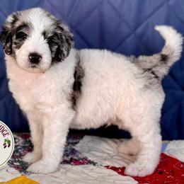 Onyx - Blue merle and white male Sheepadoodle puppy in Tahlequah, Oklahoma from Mulberry Ridge Doodles