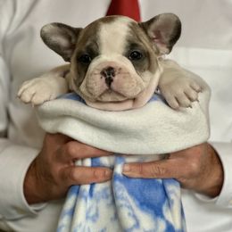 Abbi - Blue female French Bulldog puppy in Pine Township, Pennsylvania from BlueCairo Frenchies