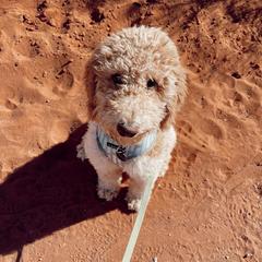 Bernedoodles and Labradoodles from Blue Jean Doodles