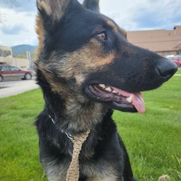 Mia - German Shepherd