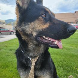 Mia - German Shepherd