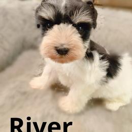 River - Parti male Miniature Schnauzer puppy in Kentucky from Mrs Bs Teeny Schnauzers & Doodles