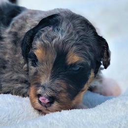 Bernedoodles from Our Appalachian Doodles