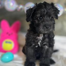 Monica ( Purple collar) - Black and white female Schnoodle puppy in Novinger, Missouri from Stormi Sky Schnoodles