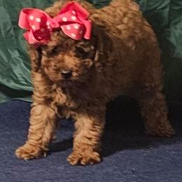 Red Rosie - Red  female Poodle puppy in Willis, Texas from Golden's Poodles