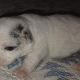 White with blue and tan merle patches - Merle male Chihuahua puppy in Knoxville, Tennessee from Turners Chihuahua