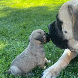 Bullmastiffs from Marvel Mastiffs