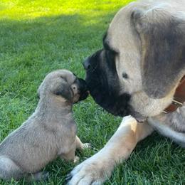 Bullmastiffs from Marvel Mastiffs