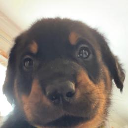 Yellow collar - Black and rust male Beauceron puppy in Floyd’s Knobs, Indiana from Birdwing Beaucerons