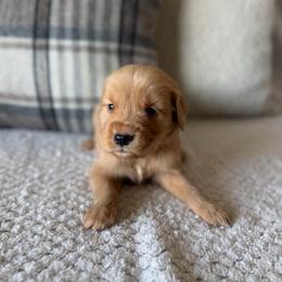 Male 5, Black - Golden male Golden Retriever puppy in Utah from Deseret Peak Goldens