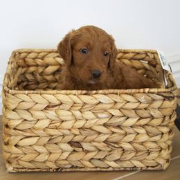 Goldendoodle, Irish Doodle, Labradoodle, and Poodle Puppies from Desert Doodles