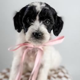 Scarf - Parti female Goldendoodle puppy in Jamestown, Kentucky from Milk & Honey Doodles