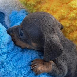 Boy 1 - Blue and tan male Dachshund puppy in Franklin, Georgia from Lakeside Kennels of Franklin