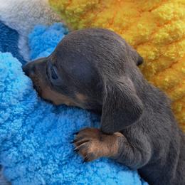 Boy 1 - Blue and tan male Dachshund puppy in Franklin, Georgia from Lakeside Kennels of Franklin