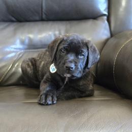 ATLAS - (Light Blue Collar Brindle Boy) - Brindle male Mastiff puppy in Auburn, Kansas from Puppy Paradise:  English Mastiff Puppies & Standard Goldendoodle Puppies
