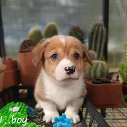Boy 1 - Sable male Pembroke Welsh Corgi puppy in Nixa, Missouri from Pistol Creek Puppies