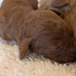 Boy 1 - Red  female Poodle puppy in Silverton, Oregon from Rambler Goldens
