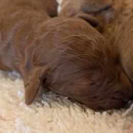 Boy 1 - Red  female Poodle puppy in Silverton, Oregon from Rambler Goldens