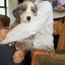 Toby - Merle male Bernedoodle puppy in Yuba City, California from Ranch House Doodles